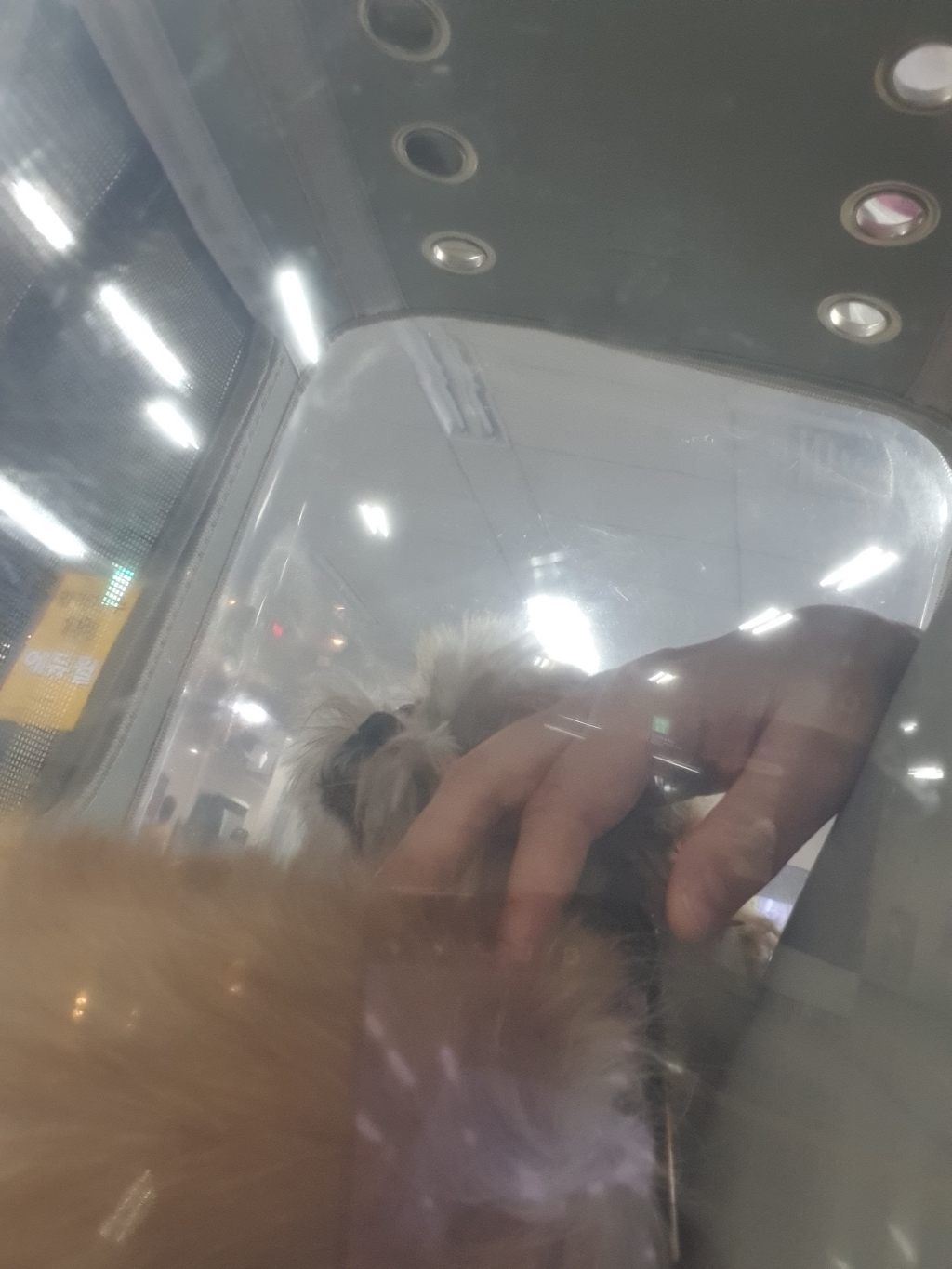 옥희독희 네모냥 반려동물 백형 이동장