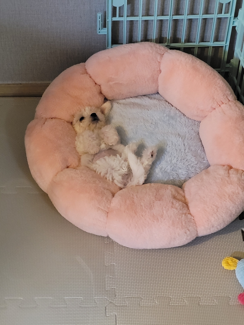 딩동펫 반려동물 해바라기 도넛 방석