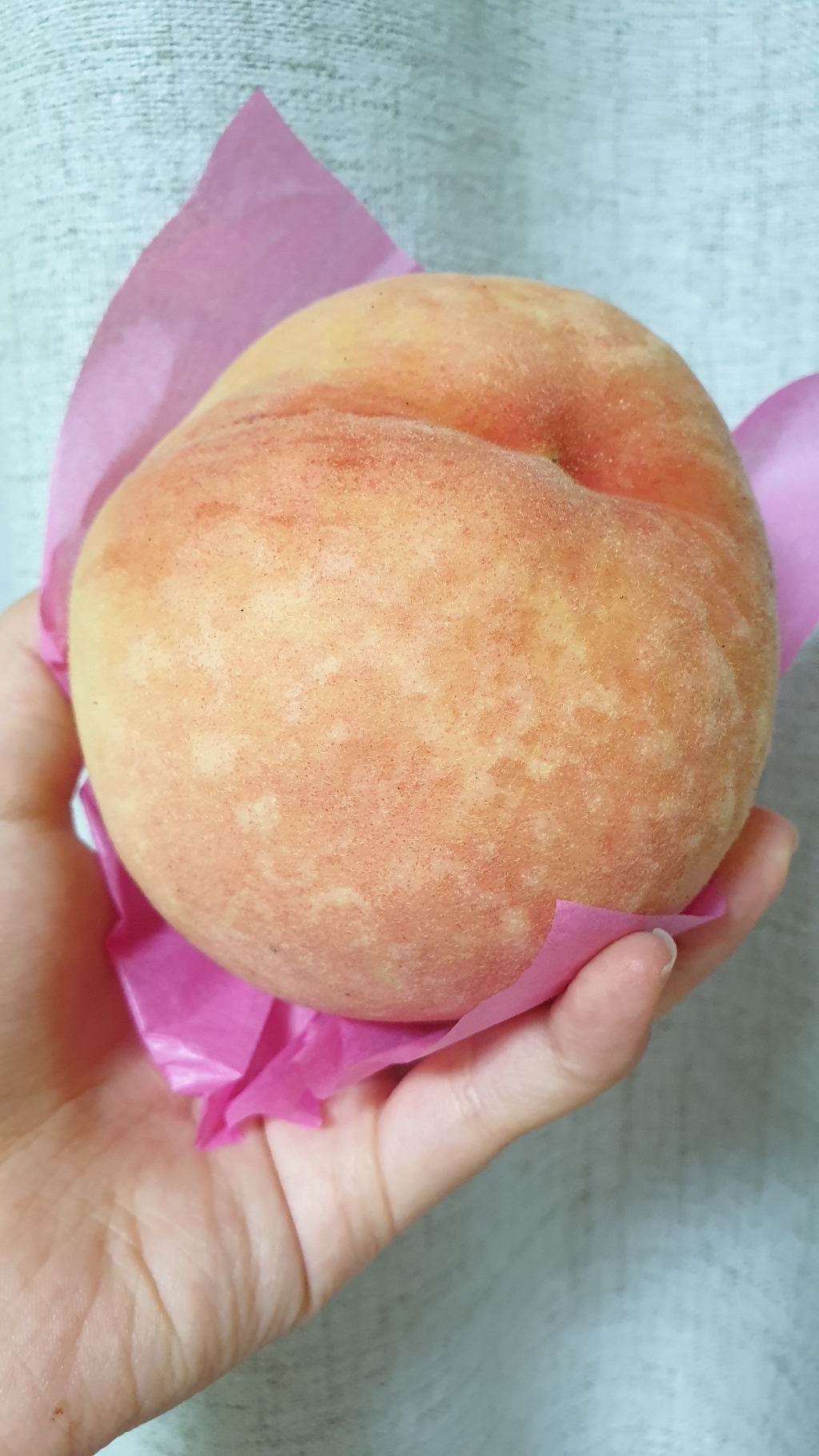 후르츠랜드 필리핀산 망고 다이스 리뷰후기