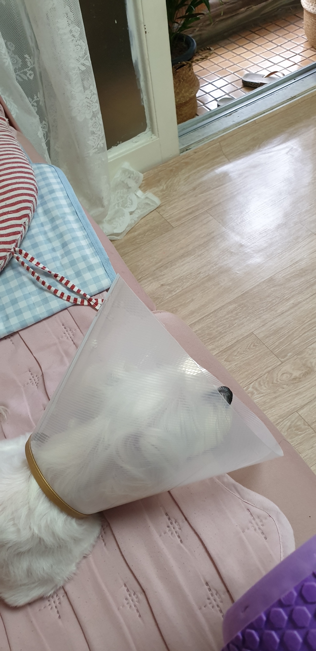 제제펫 심플 골드링 반려견 목보대