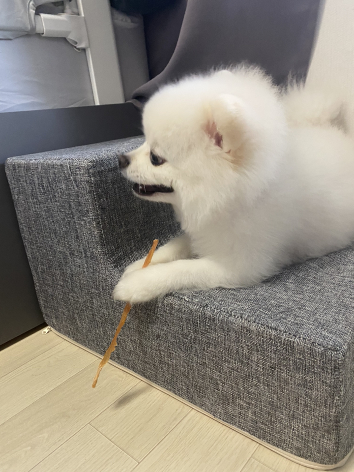 프레스키 터키츄 힘줄 스트립 강아지 건조 간식