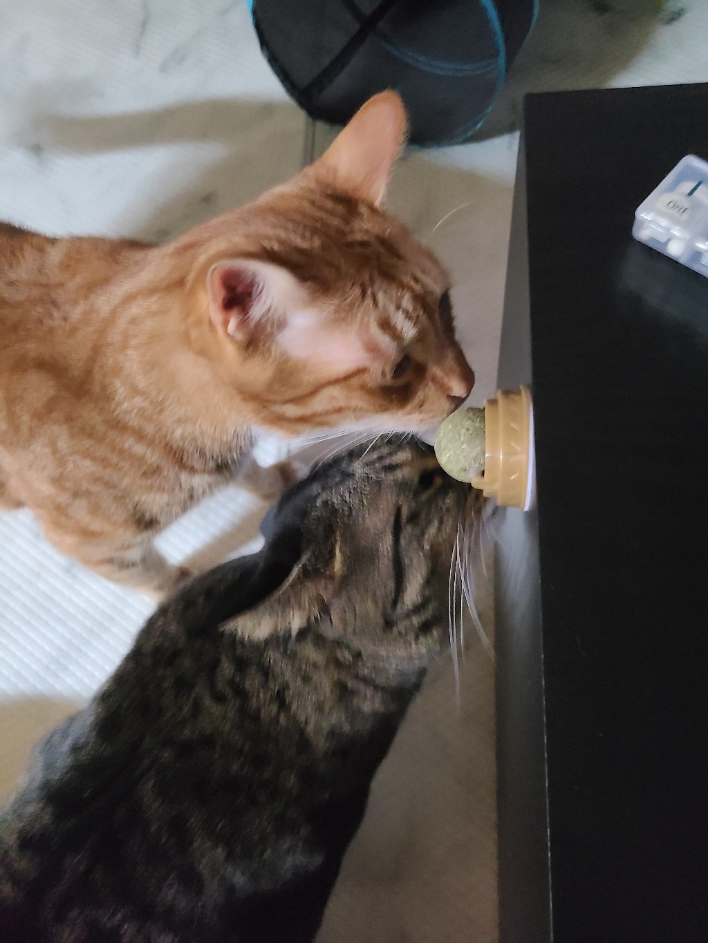 네이처펫 냥냥이 링 고양이 캣닢사탕 리뷰후기