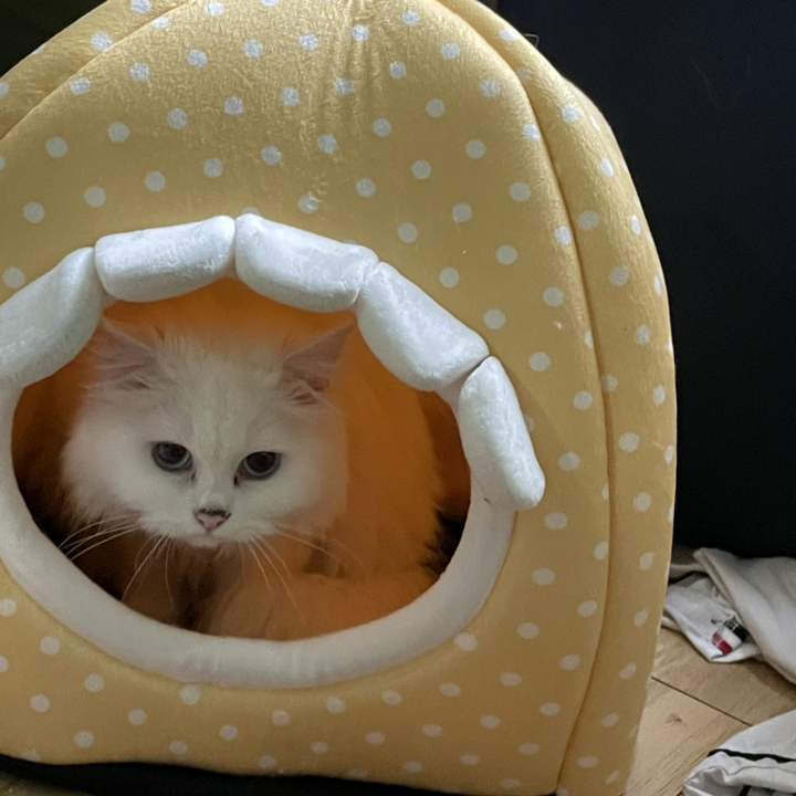 TCR 애니멀 고양이 숨숨집