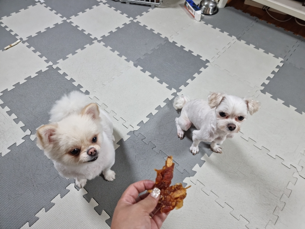 치킨 북어 잼잼이 말이 애견 수제 황태 간식 강아지 개 껌