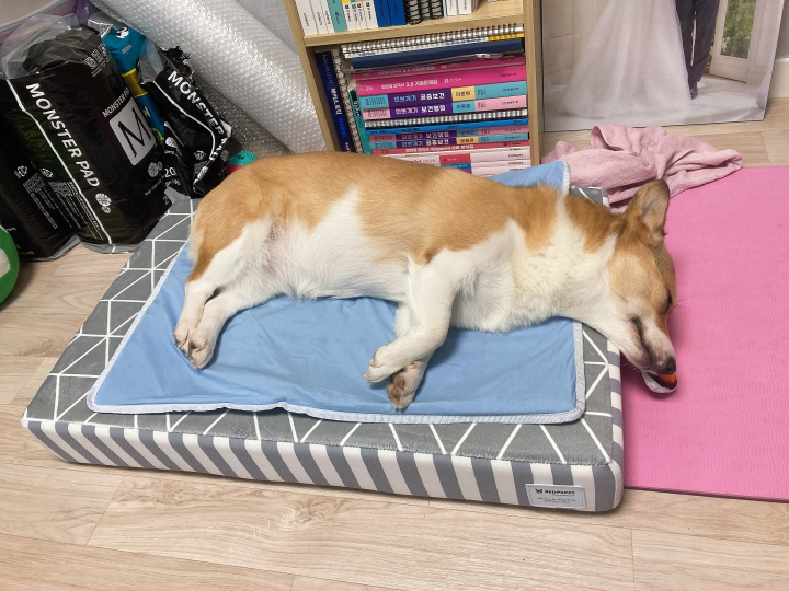펫데일리 반려동물 시원 쿨매트
