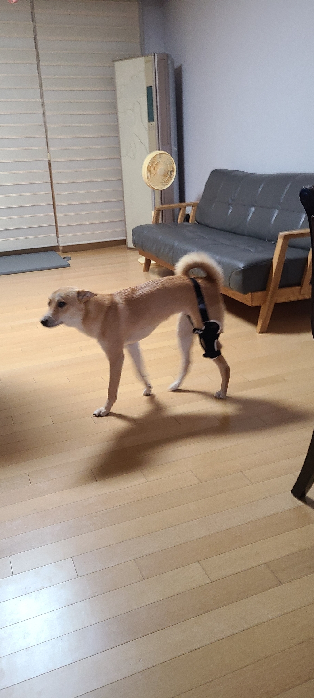포베오 반려동물 슬개골 보대 왼쪽 1단계