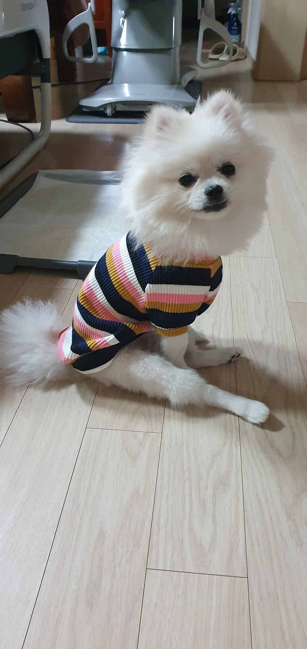 유스도그 골지 스트라이프 레인보우 반팔 티셔츠 강아지옷