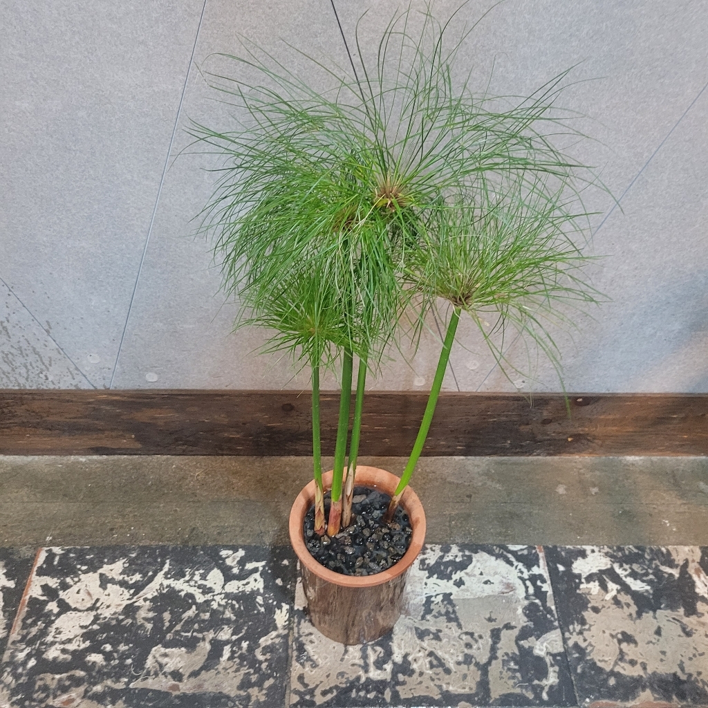 화분월드 블랙마사토 대립 2L 리뷰후기