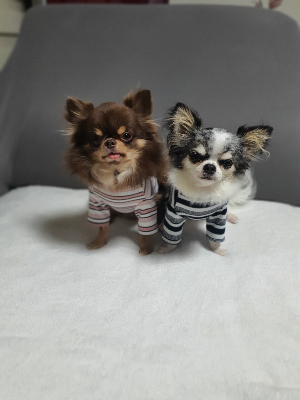 펫츠랜드 반려동물 레나 골지 티셔츠