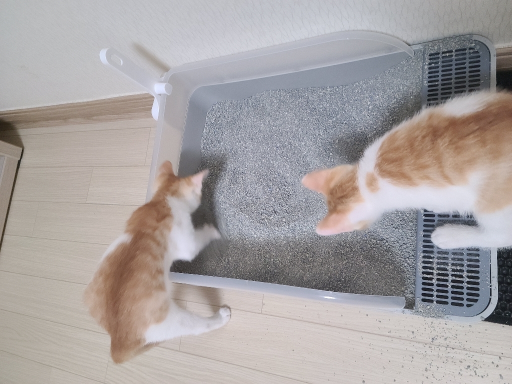 에버크린 고양이 TD 화장실 모래
