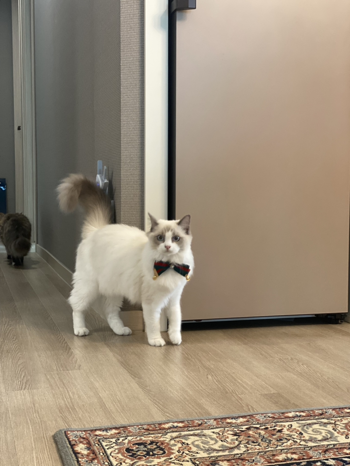 [데댕] 강아지 고양이 명품 리본 케이프