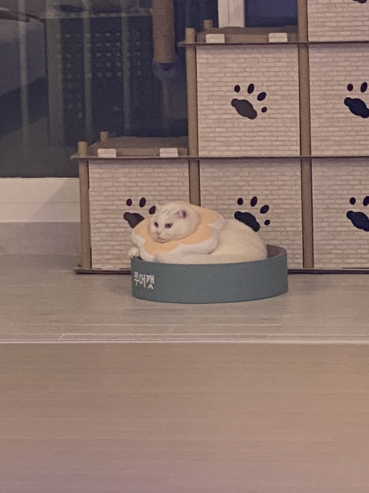 위러브 반려동물 꽃잎 경량 넥카라 핑크