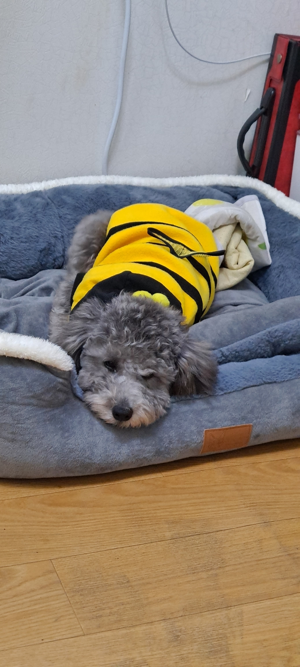 도그월드 강아지 꿀벌 후드티