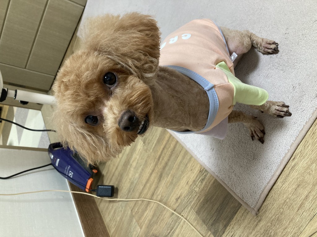 이츠독 크리미 실키 티셔츠