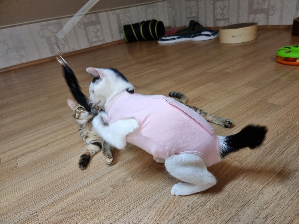 네이처펫 냥냥이 2단 깃털 원목 낚시대