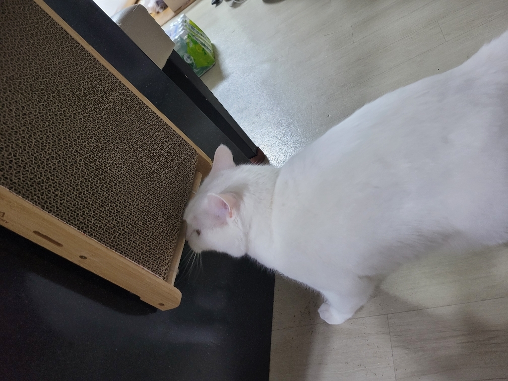 고놈참 고양이 스크래쳐 4종