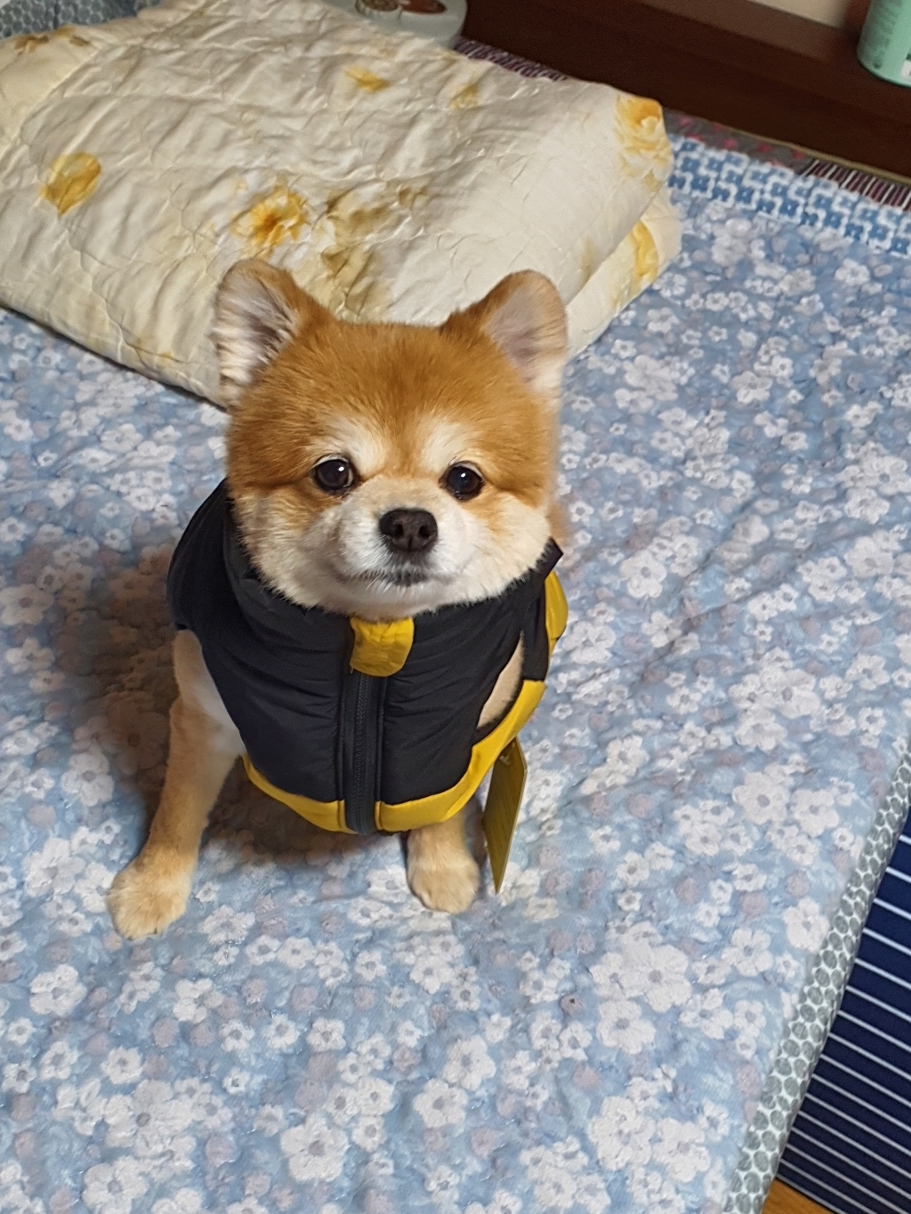 준성 노스 강아지 옷 패딩 조끼 하네스 고양이 반려견 소형견 애견 겨울 아우터 점퍼 의류