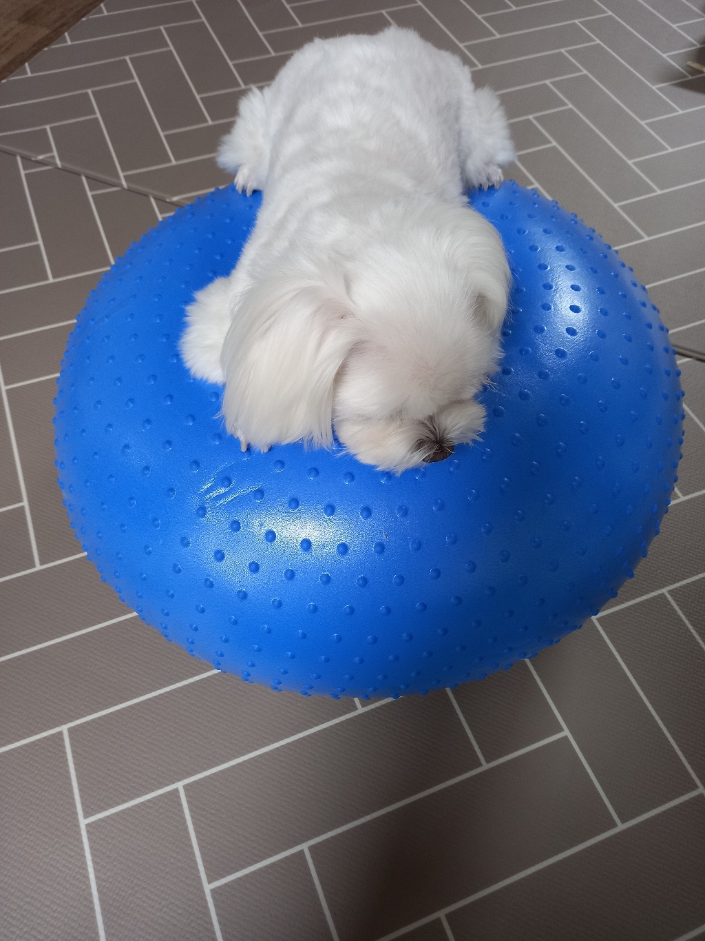 래핑찰리 헬시도넛 강아지 짐볼