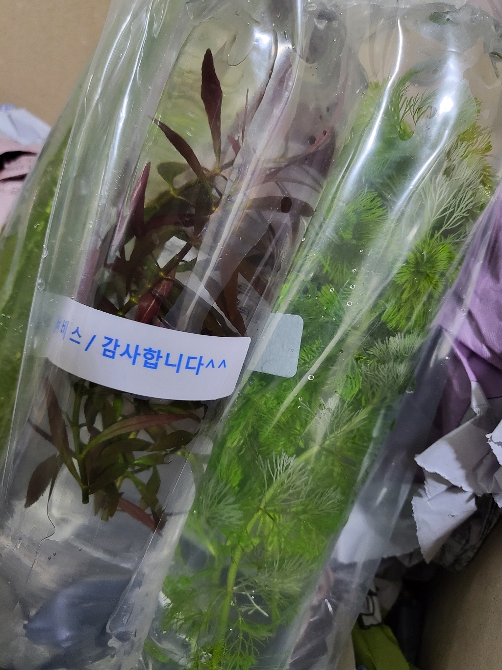 [더드림][수초명가] 라지 마야카 리뷰후기