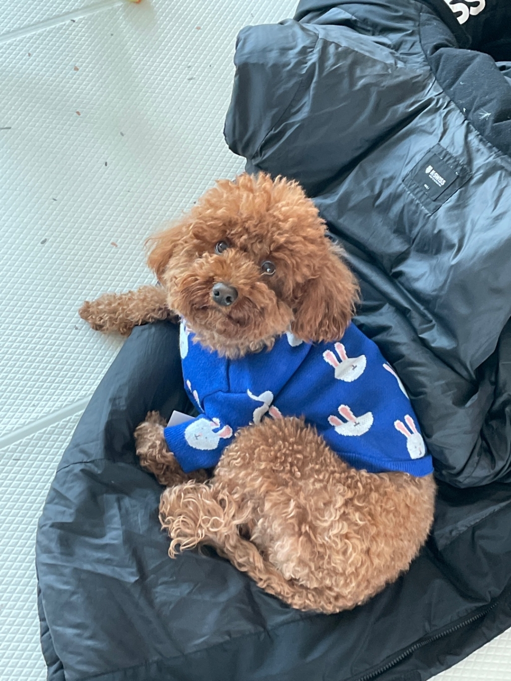 원펫밀리 토끼 니트 티셔츠 강아지 고양이 가을 겨울 옷 리뷰후기