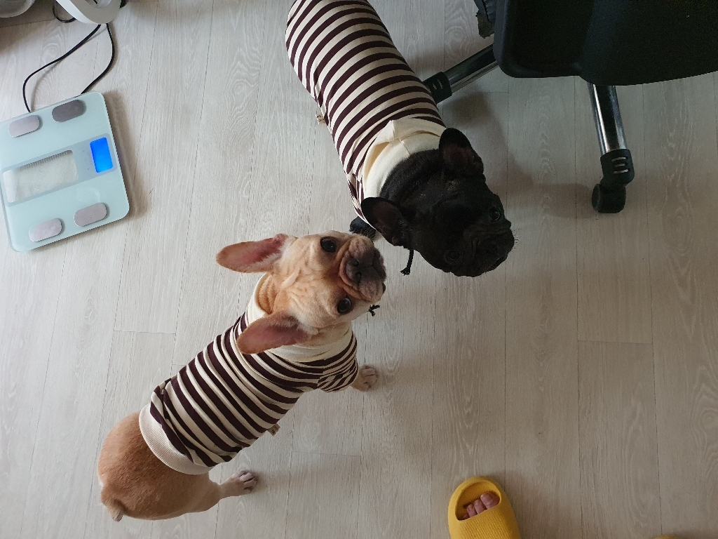 내츄럴랩 치카치카 강아지 우유 치실껌 S