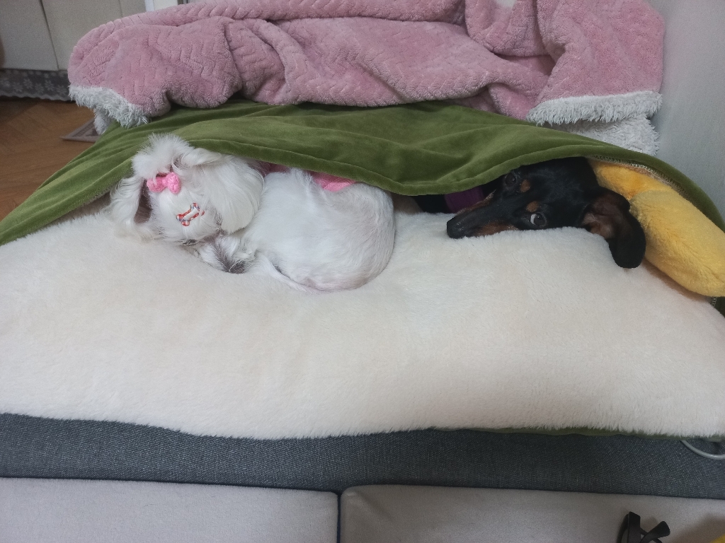 부들면 강아지 포켓방석 고양이 침낭 리뷰후기