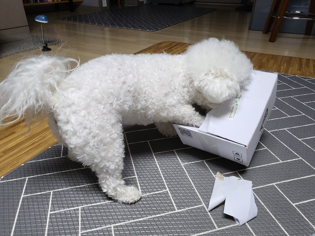 페스큐 강아지 눈&눈물자국 눈건강