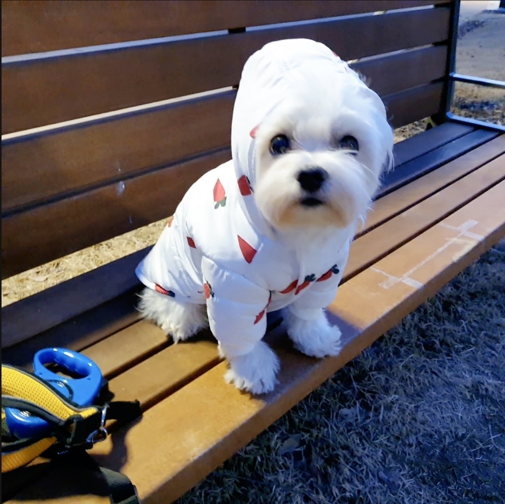요기쏘 반려동물 당근 패딩