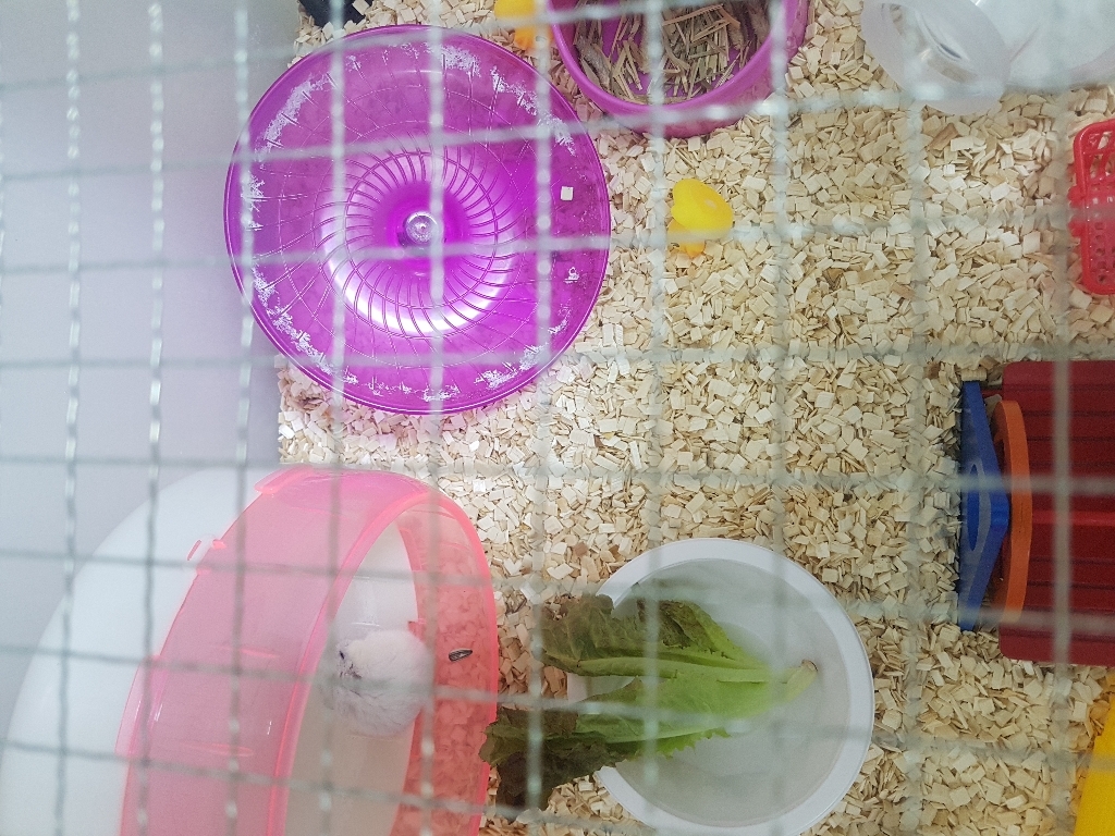 밀라모어 프리미엄 베딩
