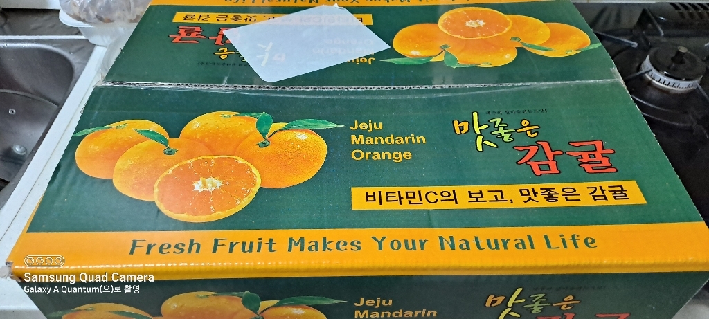 [황금농원] 서귀포 고당도 조생귤 출하