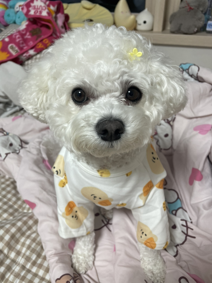 데댕 부드러운 기모 베어캡 티셔츠 사계절 데일리 강아지옷