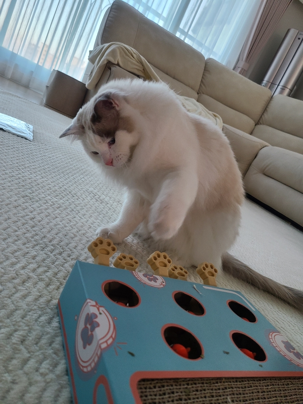 리스펫 고양이 두더지래쳐 사냥 놀이