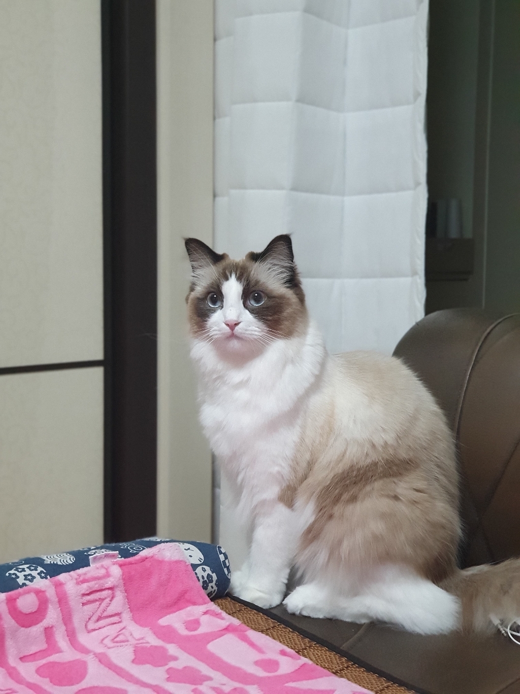 더캣츠 미니리얼 스프 파우치 고양이간식