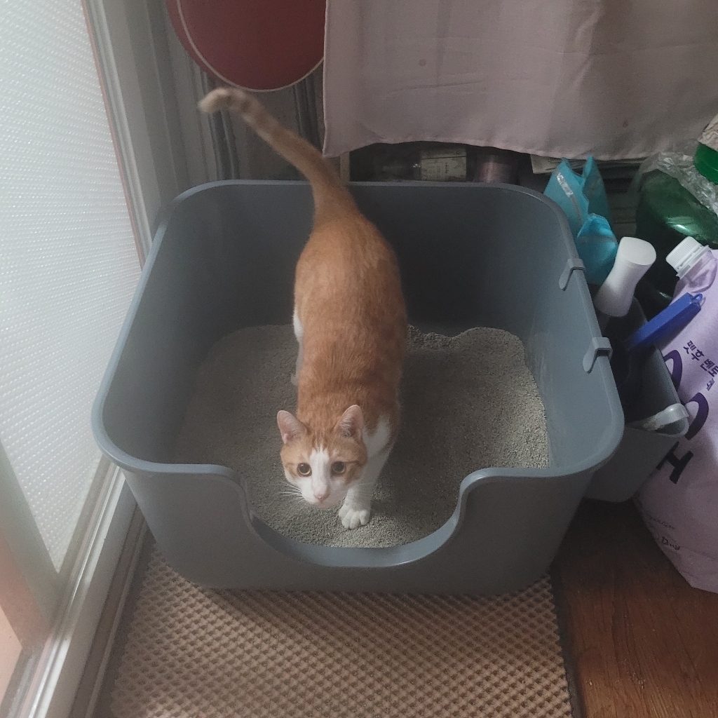강집사 고양이 스퀘어 화장실 빅멀티박스