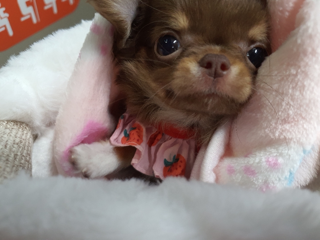 제제펫 포근 패턴 애견담요