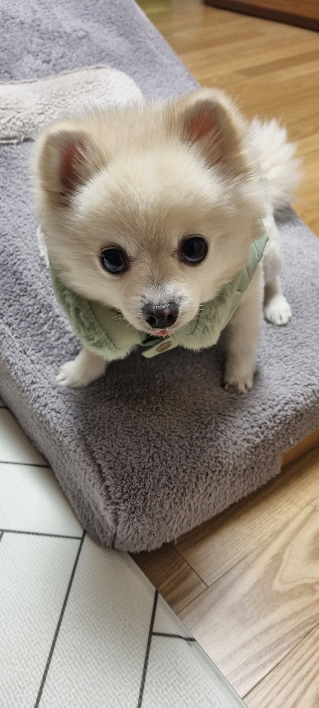 도그아이 반려동물 렉스카라 패딩