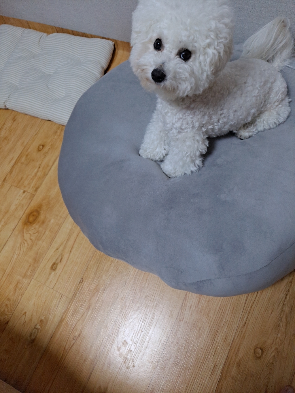 앤더라인 대형 쫀득 말랑 츄이 소파 쿠션