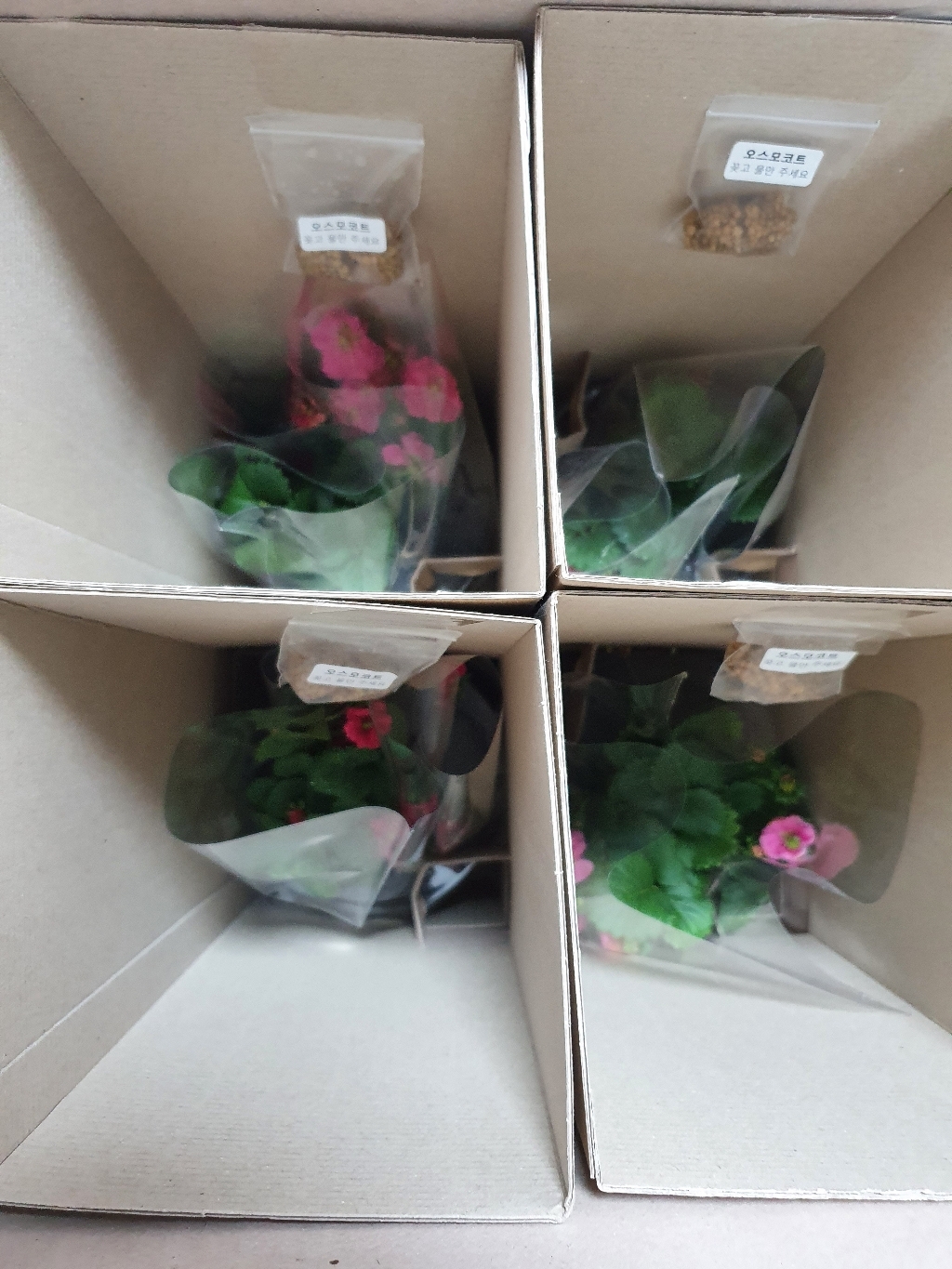 갑조네 사철딸기모종 오스모코트타블렛 증정 딸기 텃밭 키우기