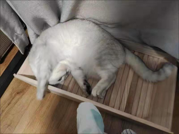 [야옹YAON]고양이 스크래쳐 대형  오동나무