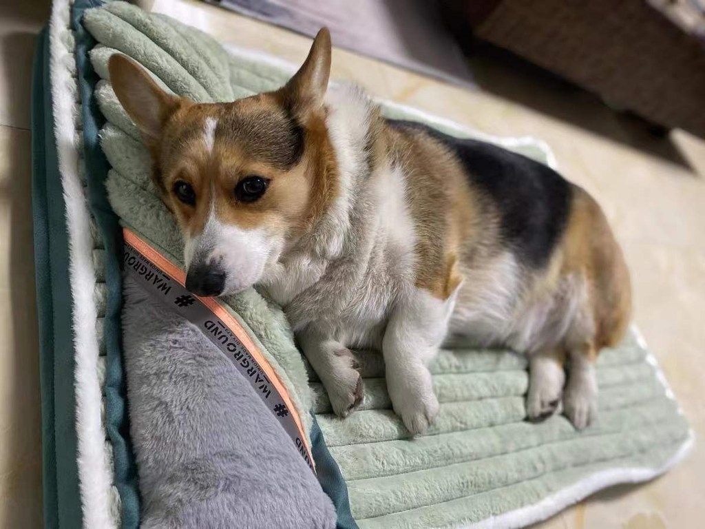 [야옹YAON]강아지 방석 반려동물 용품 고양이 쿠션