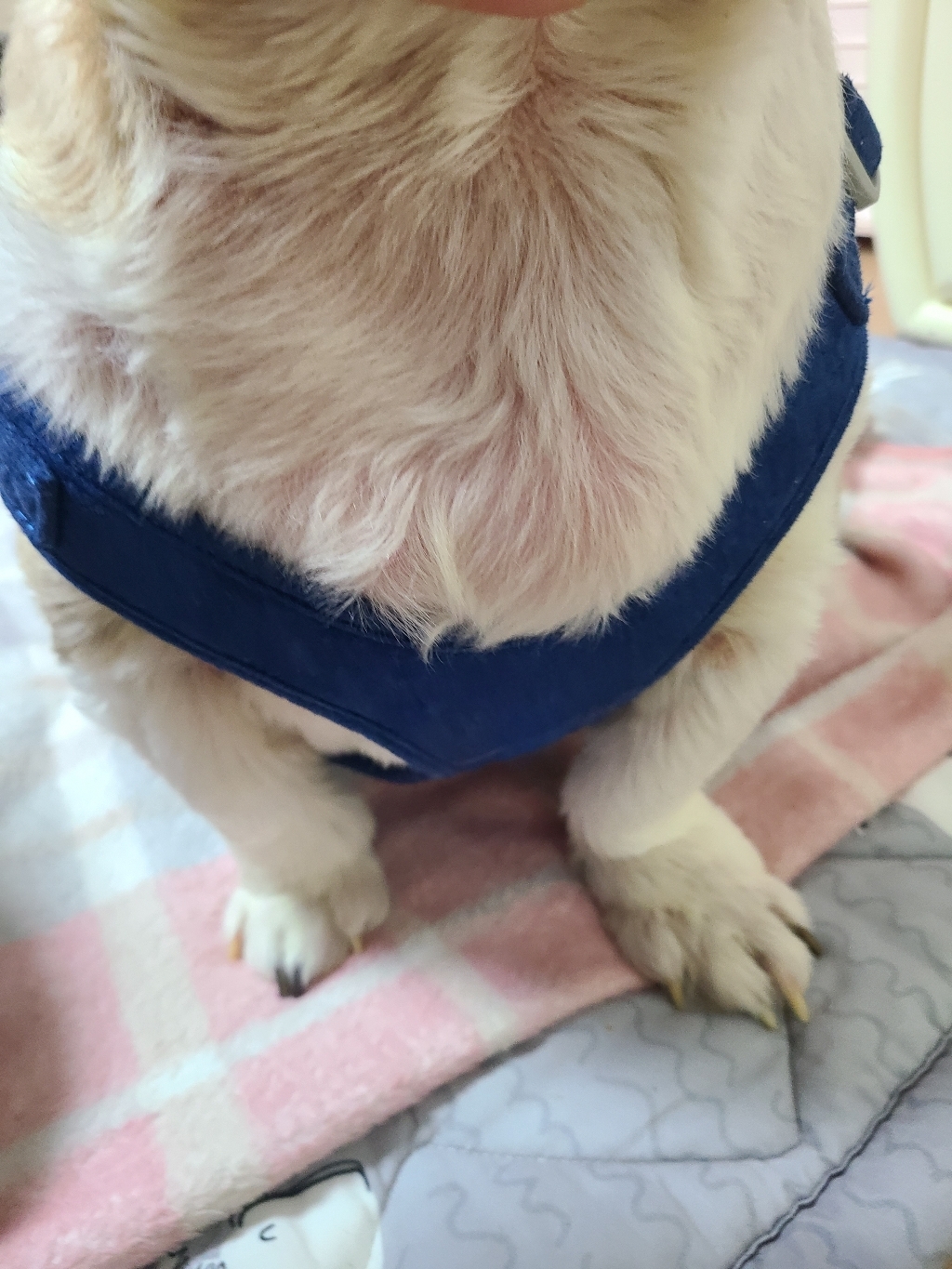 준성 X형 스웨이드 강아지 하네스 소형견 중형견 애견 반려견 가슴줄 목줄 리드줄 리뷰후기