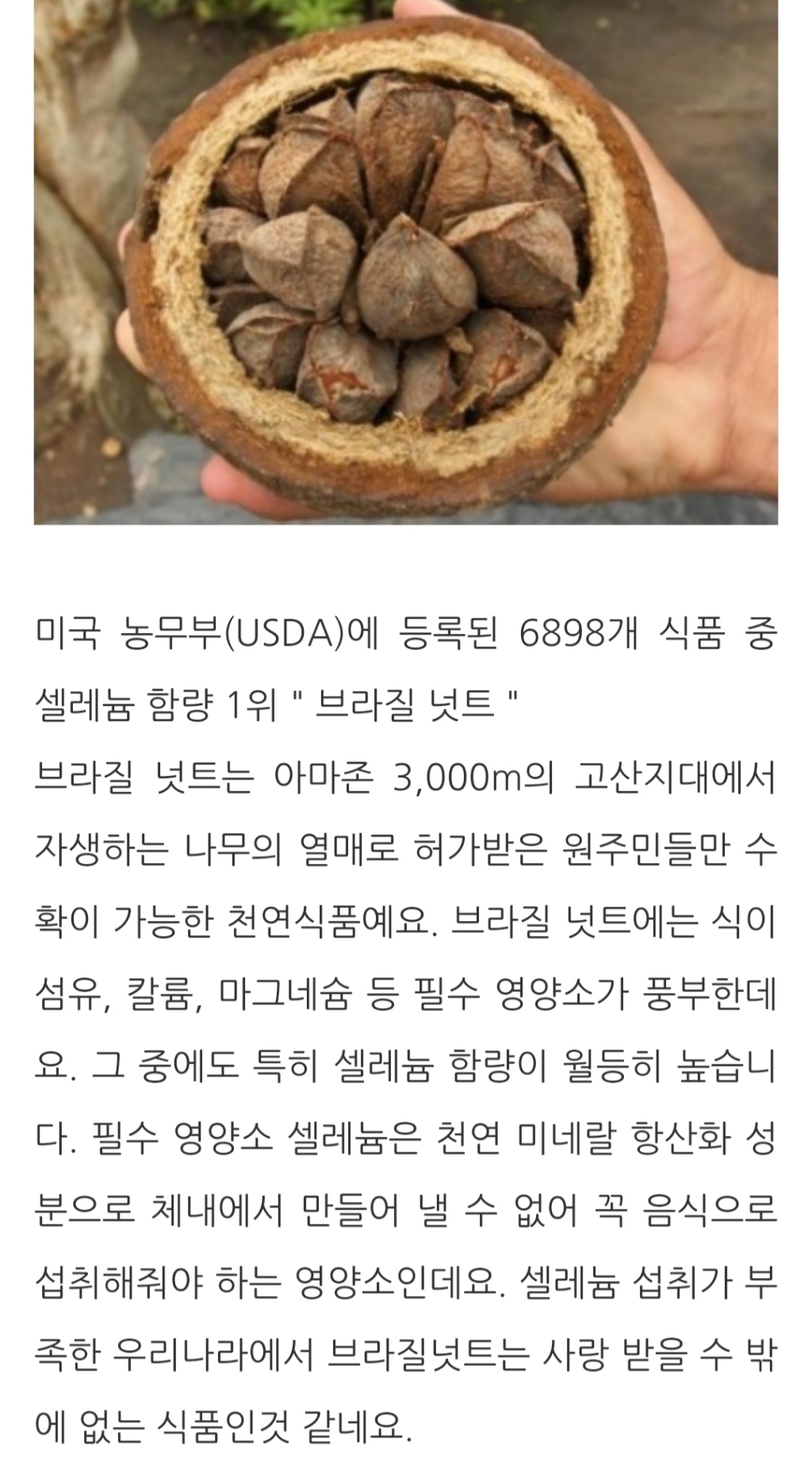 자연루 투데이 너트한줌 브라질넛 견과 선물세트