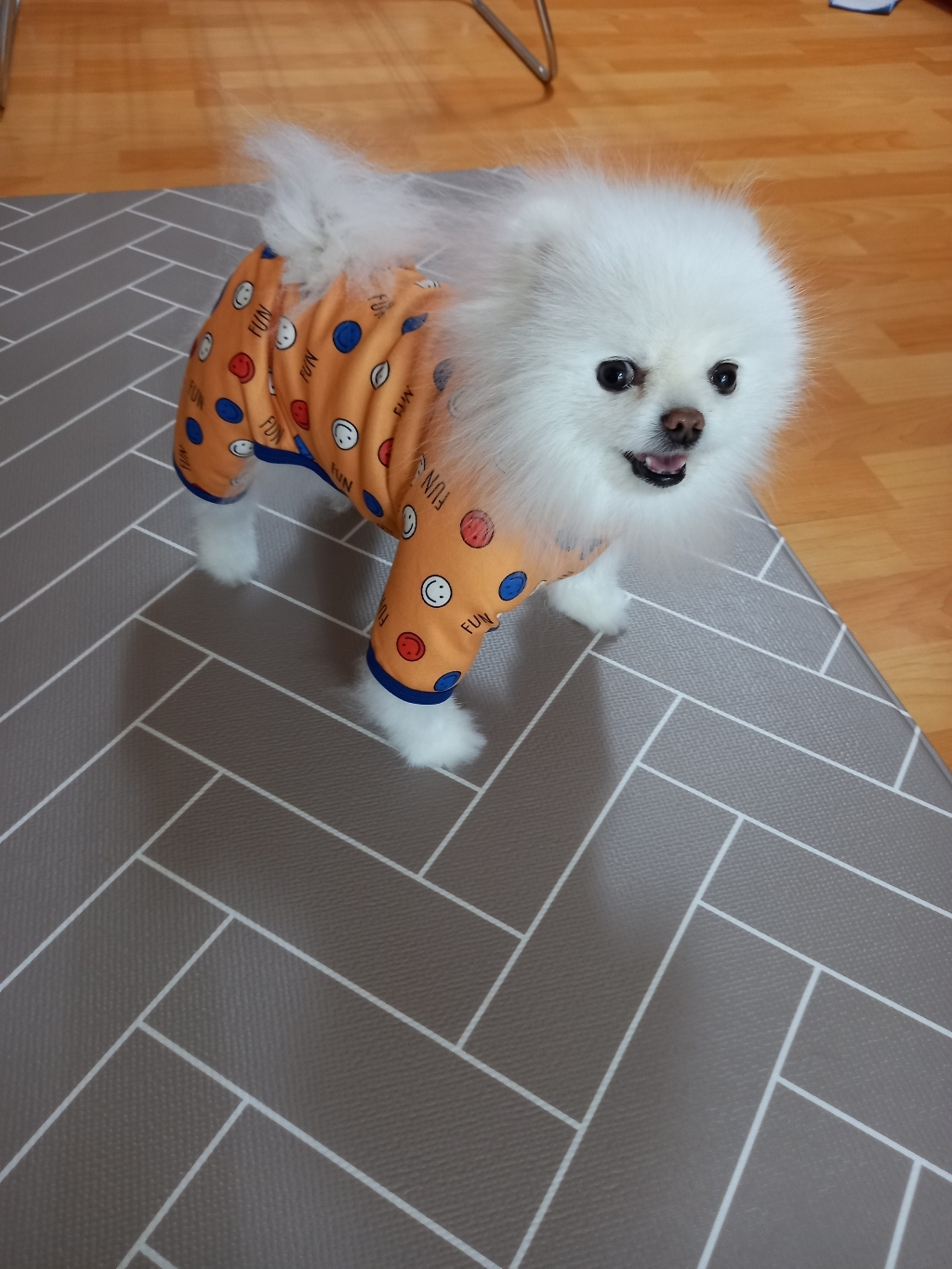 코코스튜디오 강아지옷 데일리 봄옷 펀펀 올인원 리뷰 후기