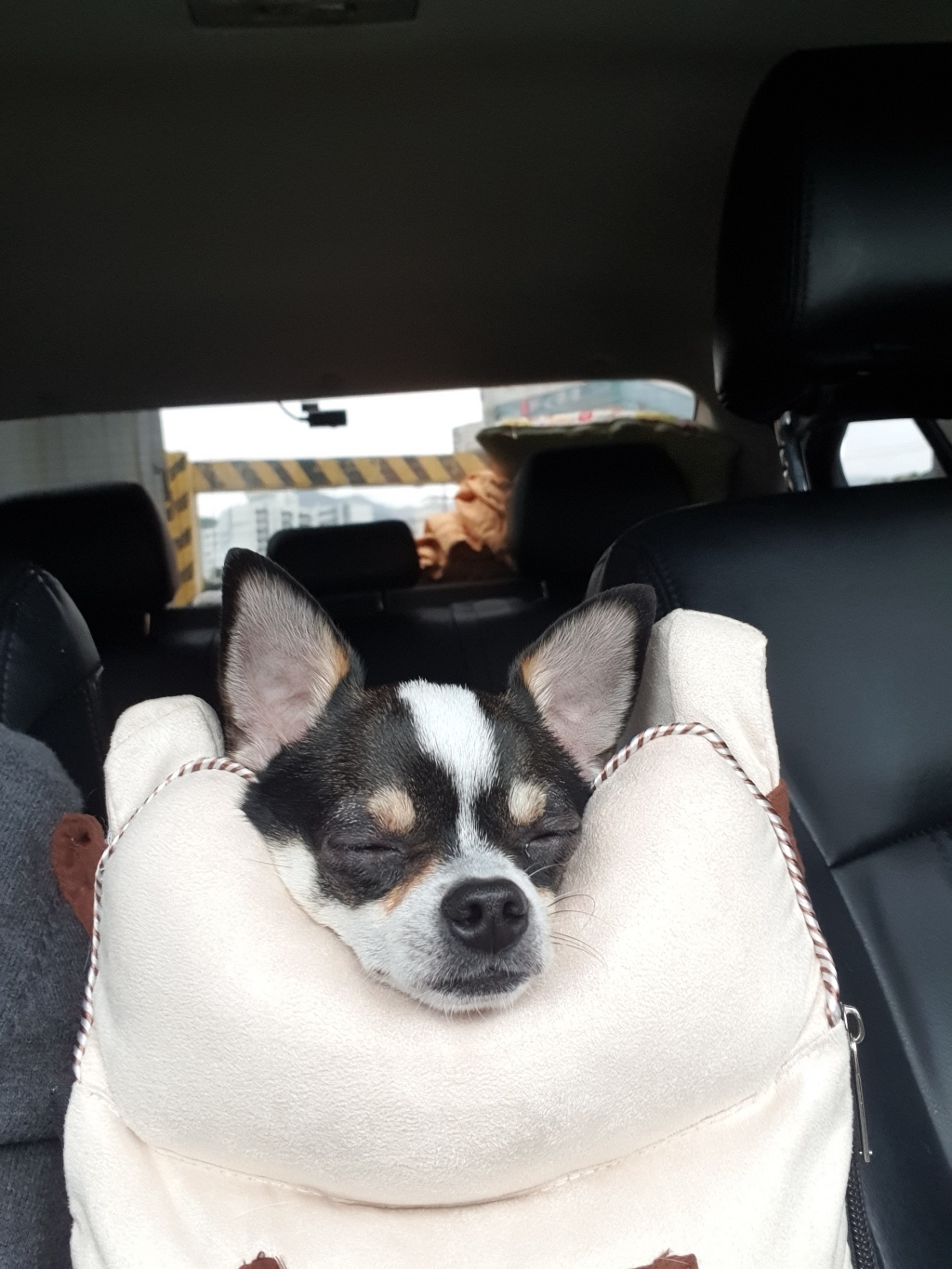 []5H펫 강아지 카시트 콘솔박스 애견 드라이빙킷  나비넥타이