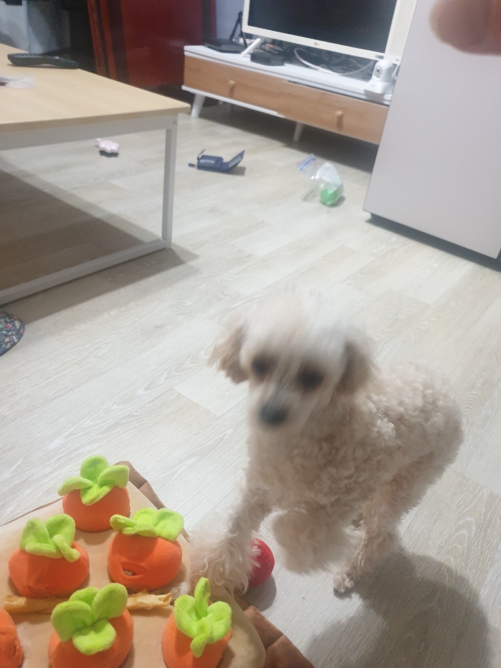바니네 당근밭 노즈워크 리뷰후기