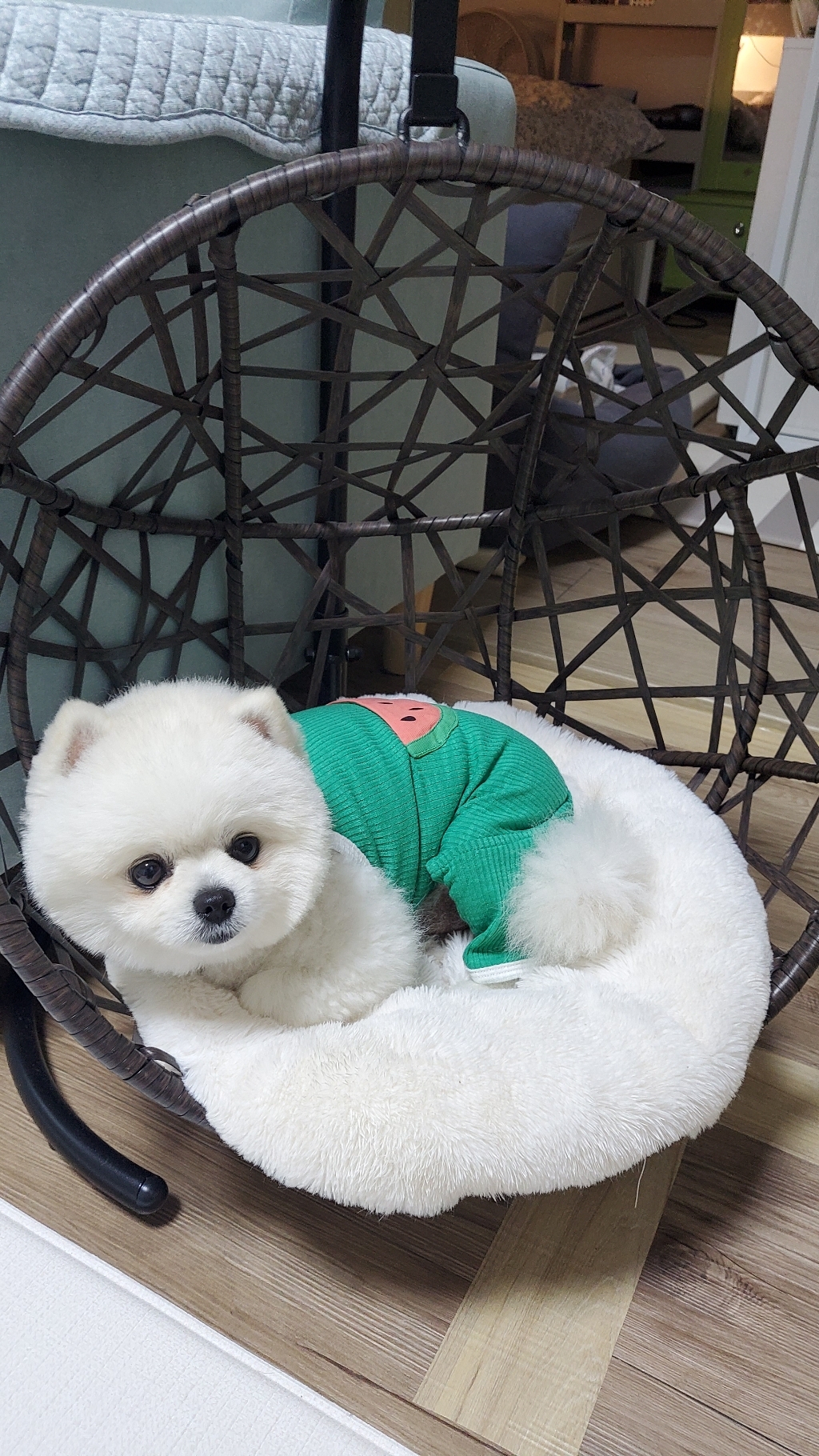 도그월드 강아지 고양이 골지 나시 수박 올인원