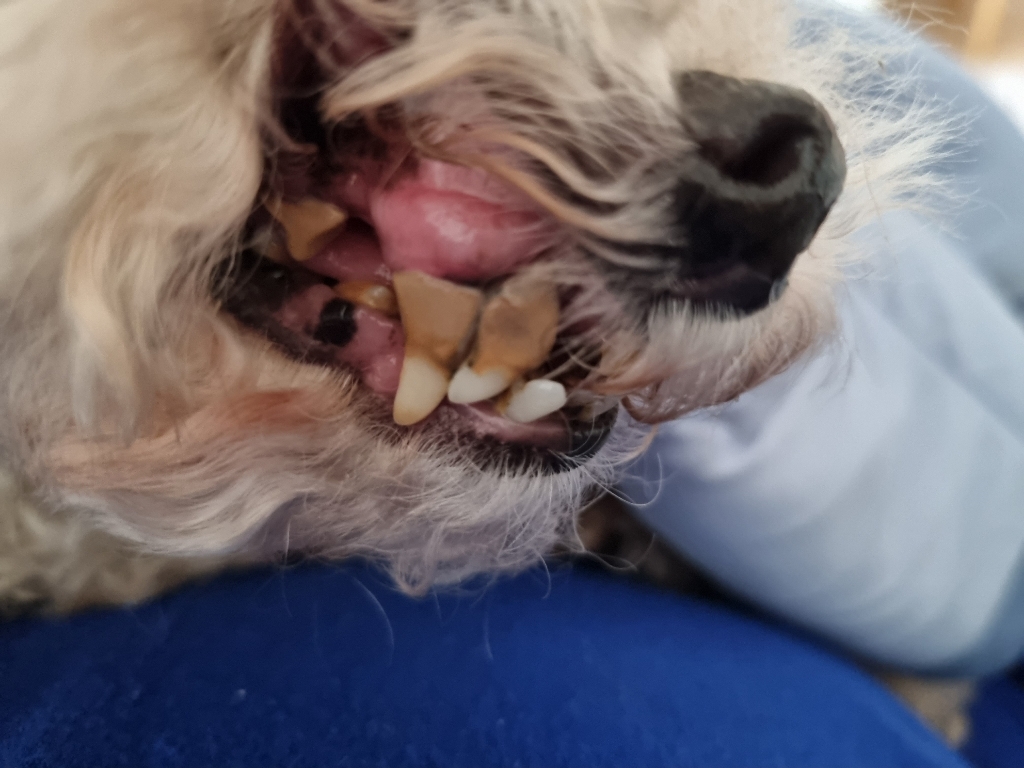스웨덴산 강아지 고양이 치주염 보조제 치석 제거제 구내염 약 구강관리 잇몸염증 치료제 치주 영양제 입냄새 제거 먹는 치약