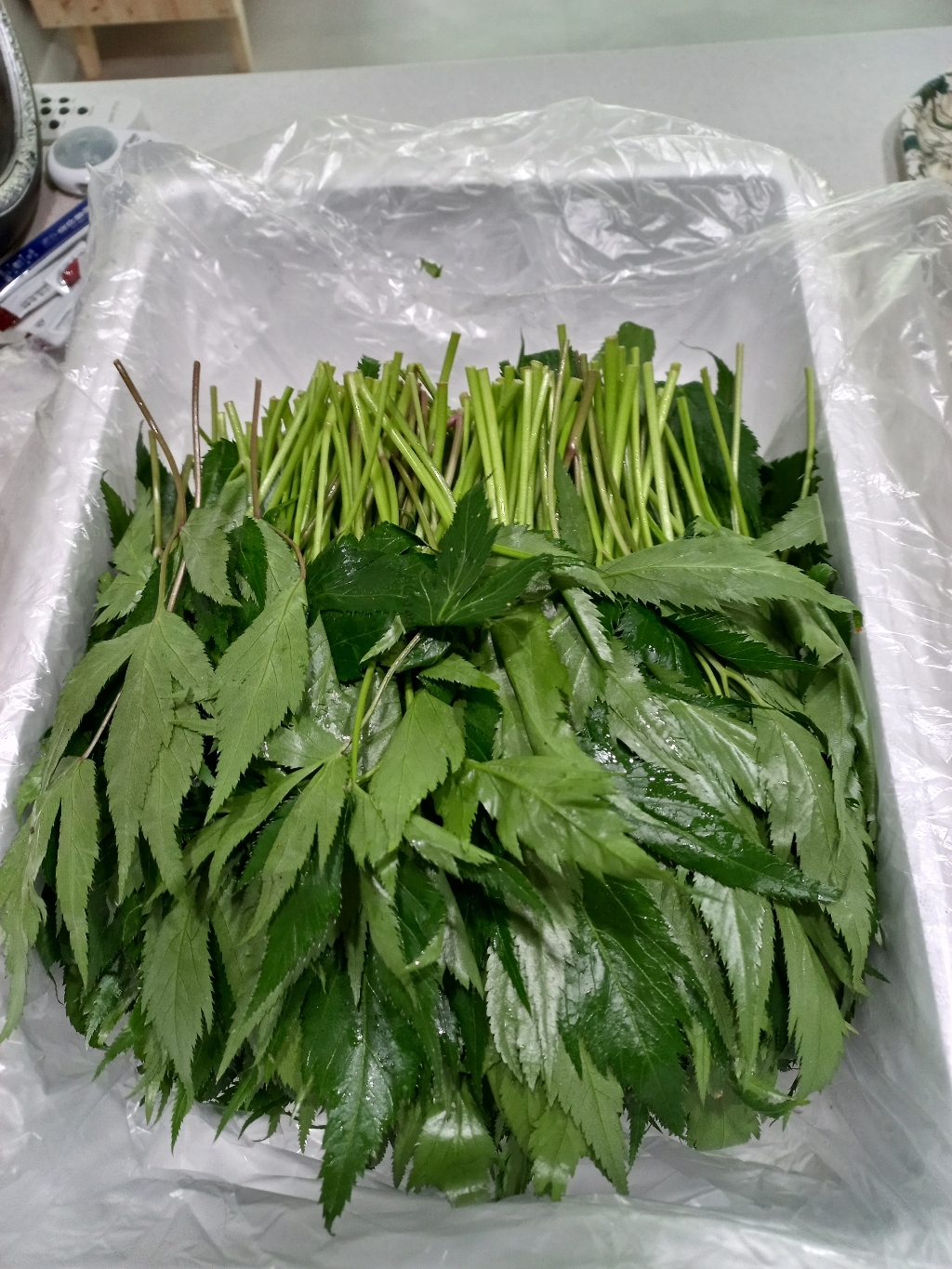 야채왕 당귀 당귀잎 당귀쌈 쌈채소