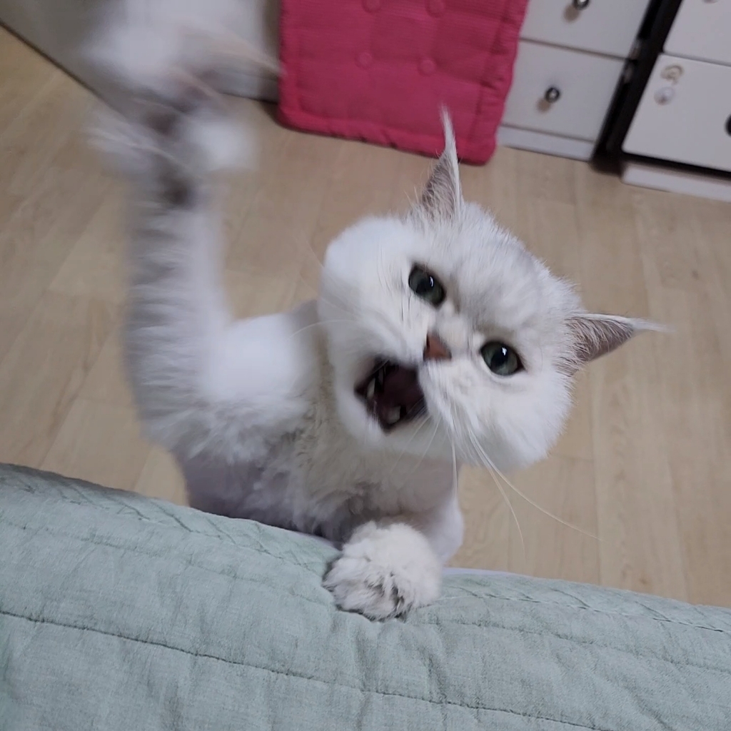 캐티맨 강아지풀 억새풀 고양이 낚시대 장난감