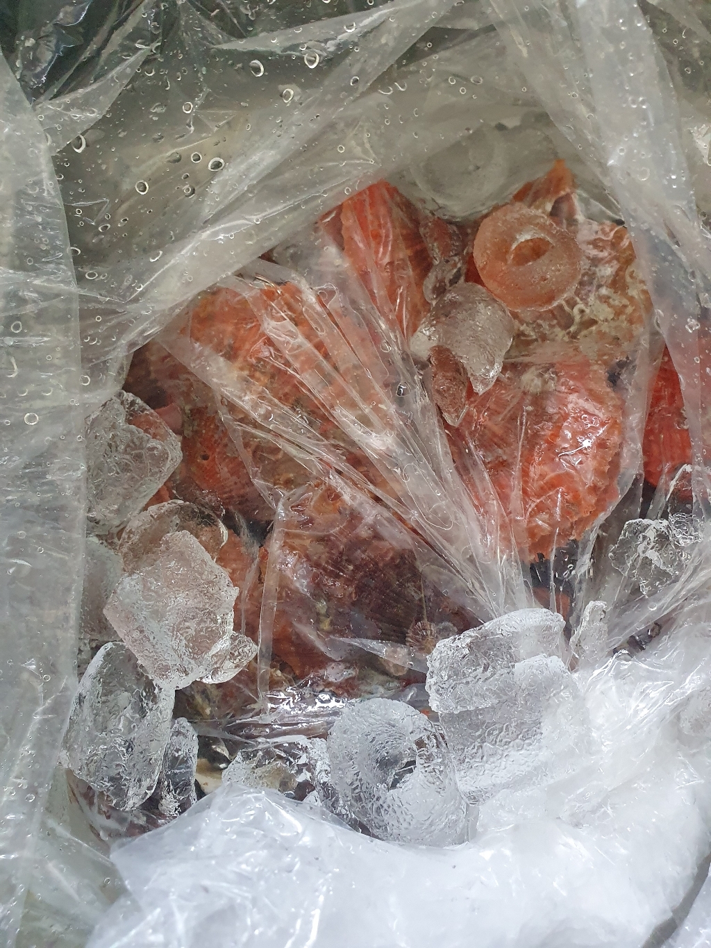바다의품격 통영 제철 세척 비단 홍가리비